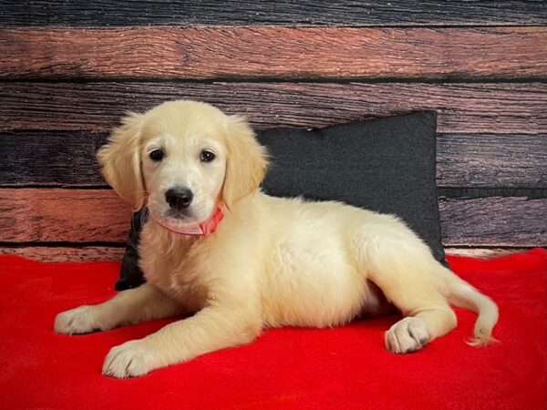 English Cream Golden Retriever-DOG-Female-CREAM-25264-Petland Las Vegas, Nevada