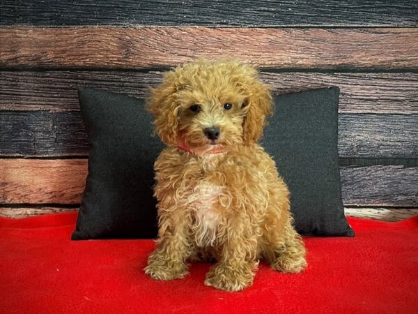 F1b Cockapoo-DOG-Female--25266-Petland Las Vegas, Nevada