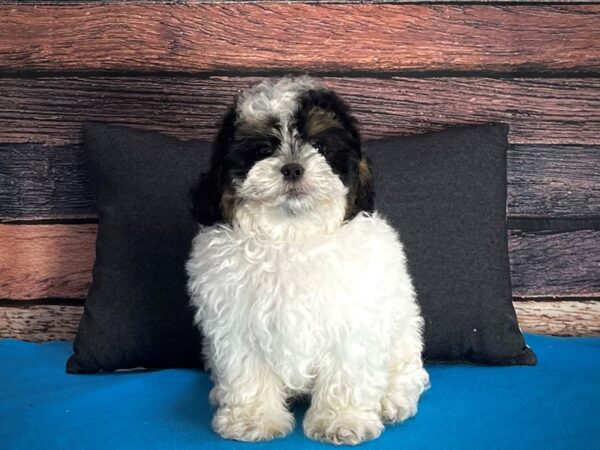 Poodle/Shih Tzu-DOG-Male--25261-Petland Las Vegas, Nevada