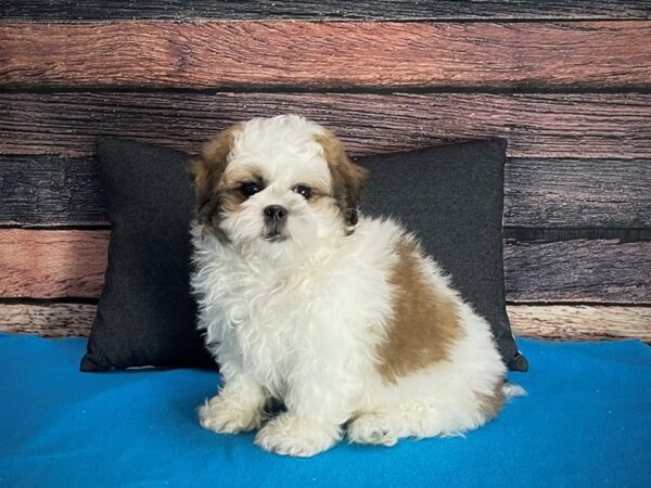 Poodle/Shih Tzu DOG Male 25262 Petland Las Vegas, Nevada