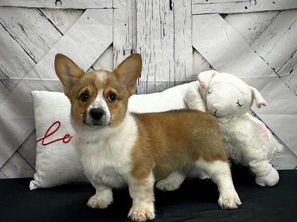 Australian Cattle Dog/Pembroke Welsh Corgi-DOG-Female-Red / White-25296-Petland Las Vegas, Nevada