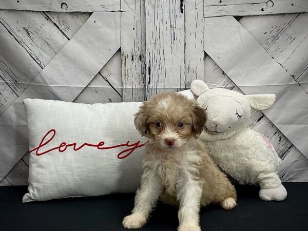 Australian Shepherd/Poodle DOG Female Chocolate Merle 25295 Petland Las Vegas, Nevada