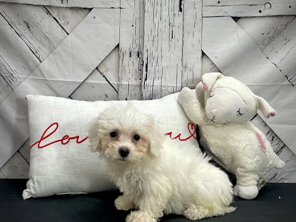 Bichon Frise Dog Female White 25275 Petland Las Vegas, Nevada