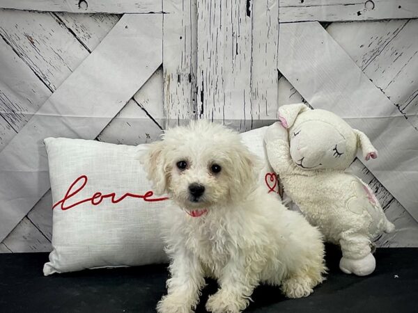 Bichon Frise DOG Female White 25276 Petland Las Vegas, Nevada