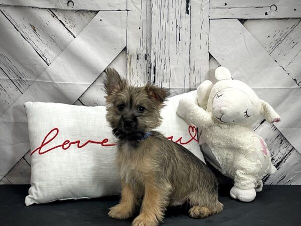 Cairn Terrier-DOG-Male-Wheaten-25282-Petland Las Vegas, Nevada