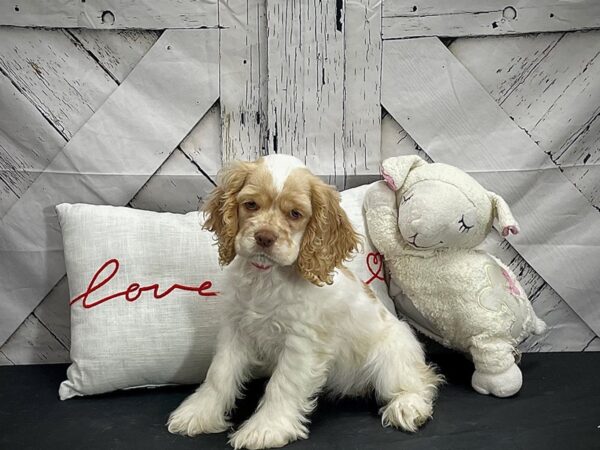 Cocker Spaniel DOG Female Buff and White 25279 Petland Las Vegas, Nevada