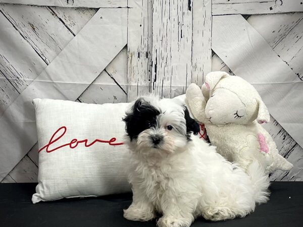 Coton De Tulear DOG Female White and Black 25299 Petland Las Vegas, Nevada