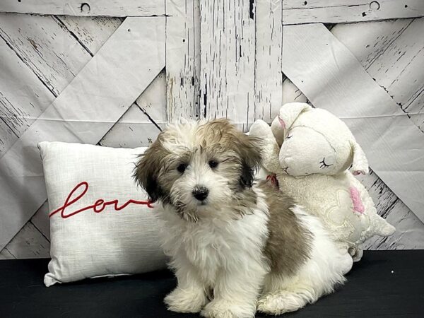 Coton De Tulear-Dog-Male-Golden-25290-Petland Las Vegas, Nevada