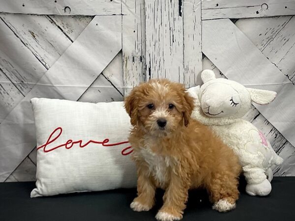 F1B Yorkie Poo-DOG-Female-Apricot-25298-Petland Las Vegas, Nevada