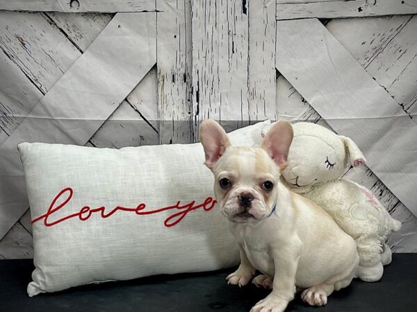 French Bulldog DOG Male Fawn 25274 Petland Las Vegas, Nevada