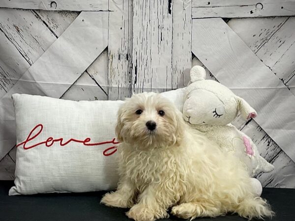 Havanese Dog Male White / Cream 25284 Petland Las Vegas, Nevada