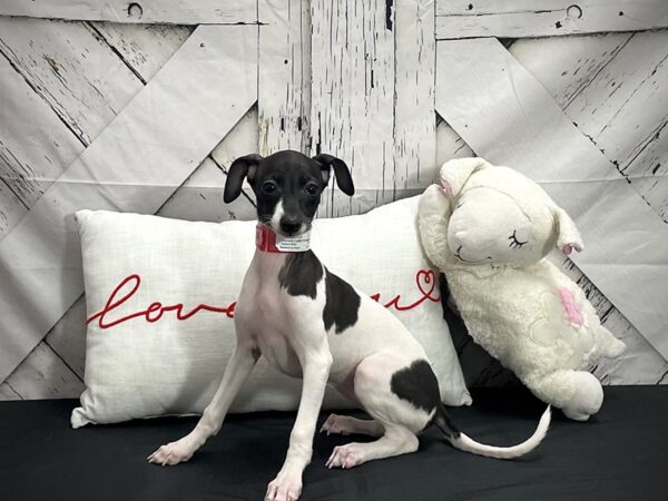 Italian Greyhound Dog Female White / Seal 25285 Petland Las Vegas, Nevada