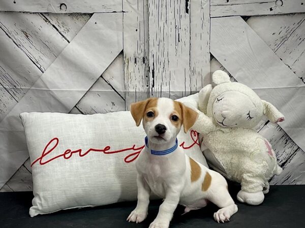 Jack Russell Terrier DOG Male White / Red 25292 Petland Las Vegas, Nevada