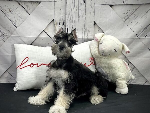 Miniature Schnauzer DOG Male Black and Silver 25267 Petland Las Vegas, Nevada