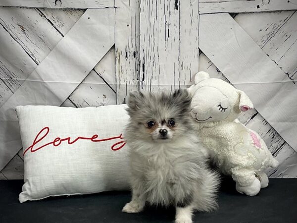 Pomeranian-Dog-Female-Blue Merle-25286-Petland Las Vegas, Nevada