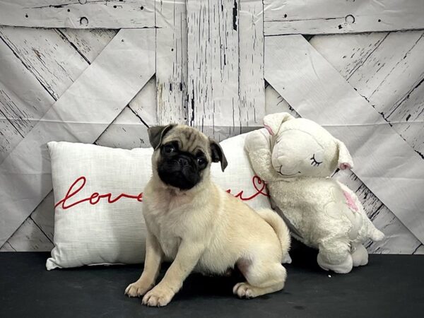 Pug-DOG-Female-Fawn-25268-Petland Las Vegas, Nevada