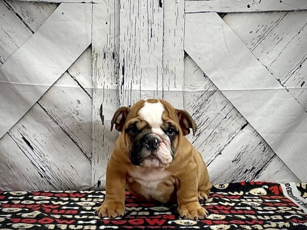 English Bulldog-DOG-Male-Red / White-25280-Petland Las Vegas, Nevada