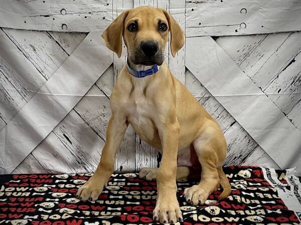 Great Dane DOG Male Fawn 25273 Petland Las Vegas, Nevada