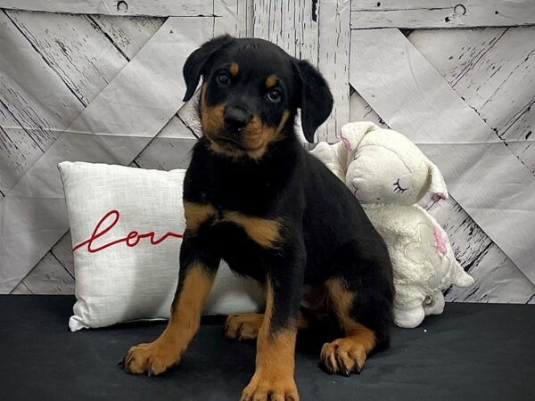 Rottweiler DOG Female Black / Rust 25288 Petland Las Vegas, Nevada