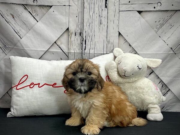 Shih Tzu DOG Female Red Gold 25289 Petland Las Vegas, Nevada