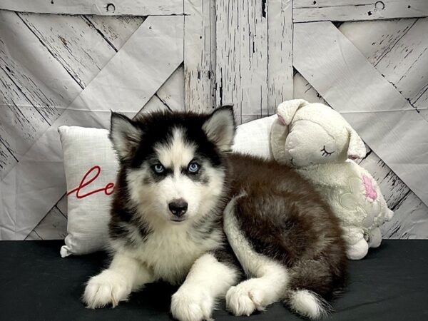 Siberian Husky DOG Female Black and White 25269 Petland Las Vegas, Nevada