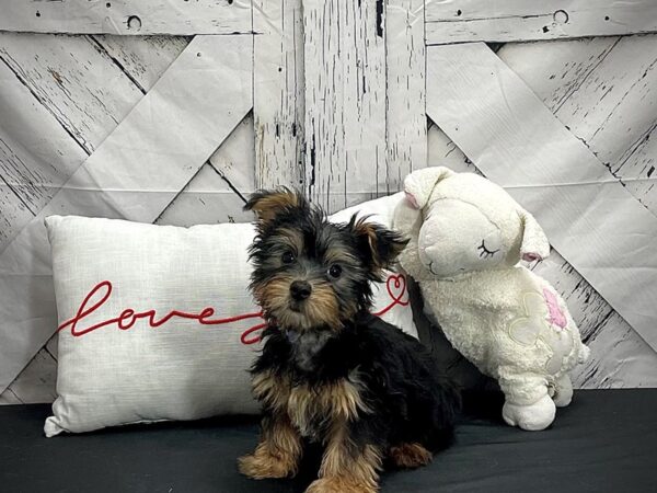 Silky Terrier DOG Male Black and Tan 25270 Petland Las Vegas, Nevada