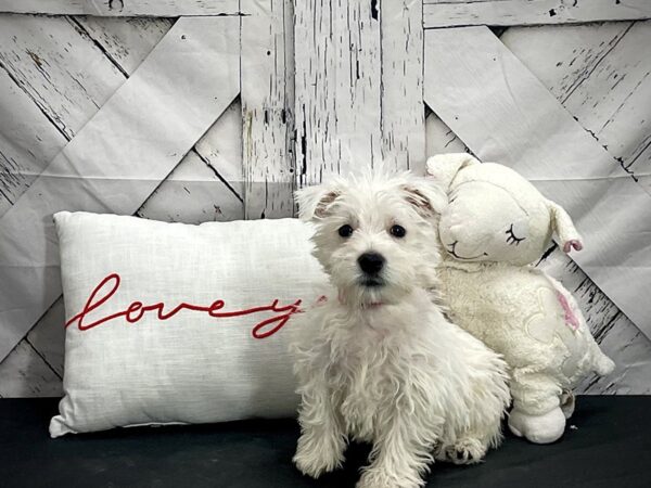 West Highland White Terrier Dog Female White 25271 Petland Las Vegas, Nevada