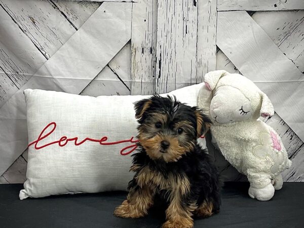 Yorkshire Terrier DOG Female Black and Tan 25272 Petland Las Vegas, Nevada