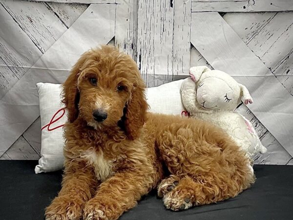 F1B Goldendoodle Dog Male Golden 25303 Petland Las Vegas, Nevada