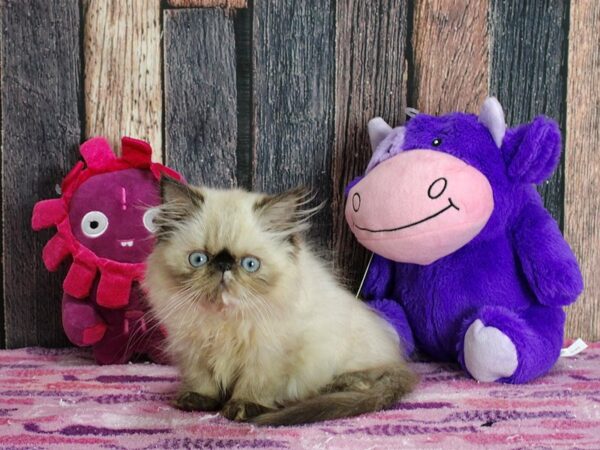 Himalayan-CAT-Female-Seal Point-25309-Petland Las Vegas, Nevada