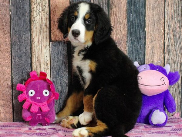 Bernese Mountain Dog Dog Female Black Rust and White 25314 Petland Las Vegas, Nevada