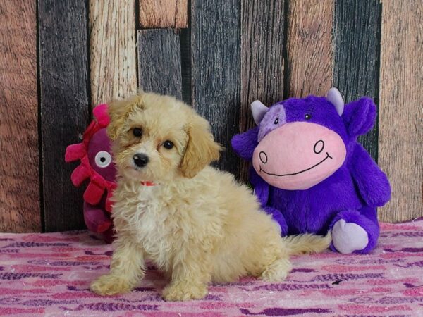 Bichon Frise/Poodle DOG Female Apricot 25335 Petland Las Vegas, Nevada