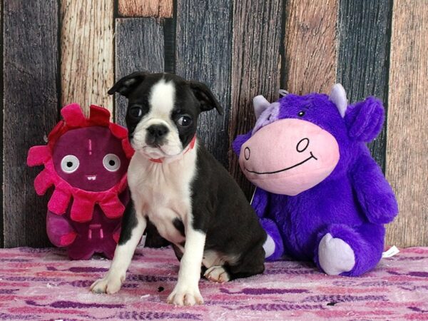 Boston Terrier-Dog-Female-Black / White-25330-Petland Las Vegas, Nevada