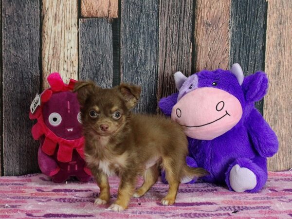 Chihuahua DOG Male Chocolate and Tan 25316 Petland Las Vegas, Nevada