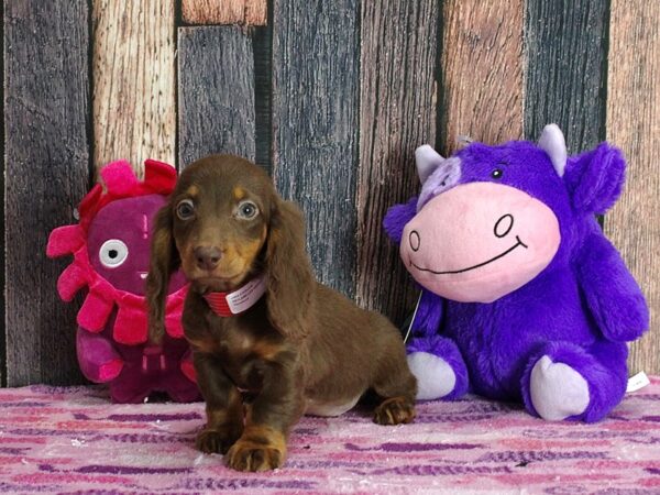 Dachshund DOG Female Chocolate and Tan 25313 Petland Las Vegas, Nevada