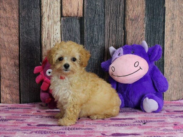 F1b Cavapoo Dog Female Apricot 25334 Petland Las Vegas, Nevada