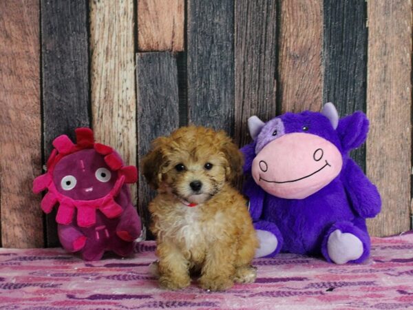 F1b Doxiepoo-DOG-Female-Gold-25333-Petland Las Vegas, Nevada