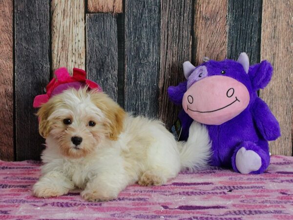 Havanese DOG Female Red 25307 Petland Las Vegas, Nevada