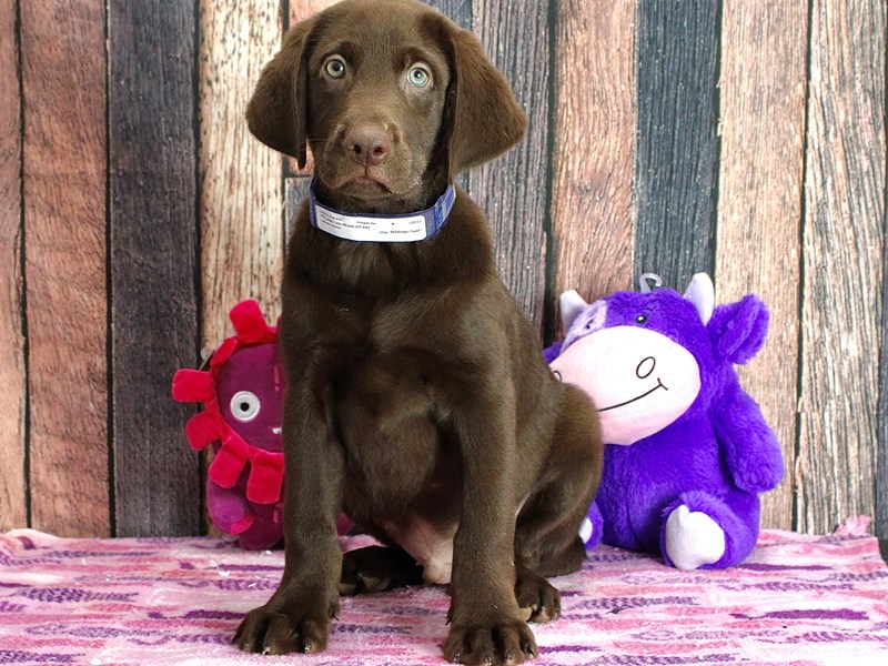 Labrador Retriever Puppy Chocolate ID:25308 Located at Petland Las ...