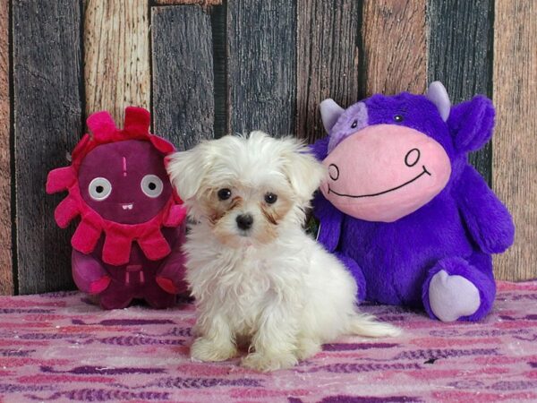 Maltese DOG Female White 25320 Petland Las Vegas, Nevada