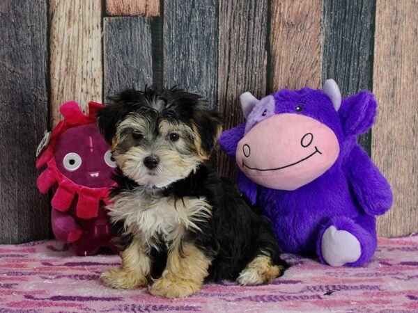 Maltese/Yorkshire Terrier DOG Male Black and Tan 25304 Petland Las Vegas, Nevada