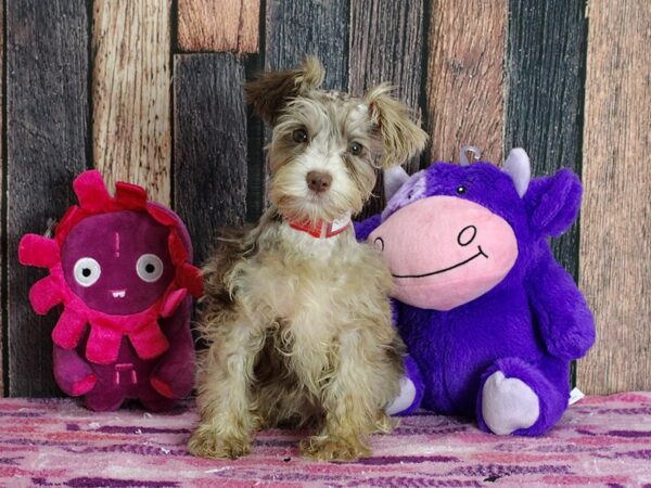 Miniature Schnauzer Dog Female Chocolate Merle 25321 Petland Las Vegas, Nevada