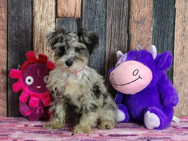 Miniature Schnauzer DOG Female Blue Merle 25322 Petland Las Vegas, Nevada