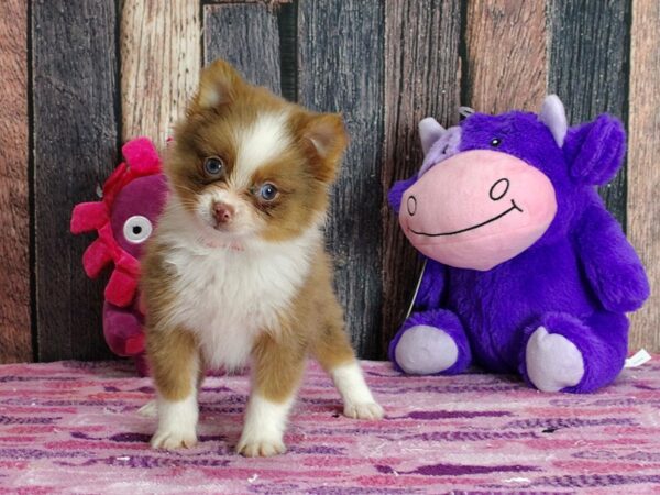 Pomeranian DOG Female Red Merle 25323 Petland Las Vegas, Nevada