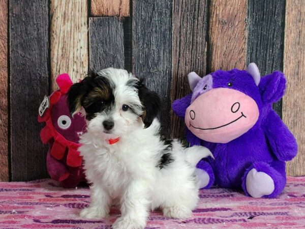 Poodle/Yorkshire Terrier DOG Female Black and Tan 25305 Petland Las Vegas, Nevada