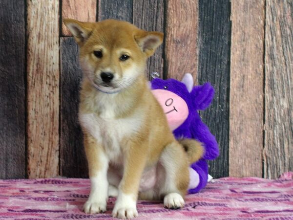 Shiba Inu Dog Male Red Sesame 25325 Petland Las Vegas, Nevada