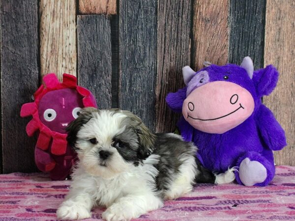 Shih Tzu DOG Male Black Gold and White 25312 Petland Las Vegas, Nevada