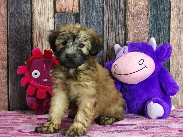 Soft Coated Wheaten Terrier-Dog-Female-Wheaten-25326-Petland Las Vegas, Nevada