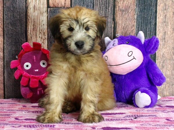 Soft Coated Wheaten Terrier DOG Male Wheaten 25327 Petland Las Vegas, Nevada