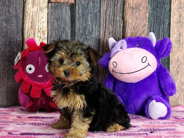 Yorkshire Terrier DOG Female Black and Tan 25306 Petland Las Vegas, Nevada